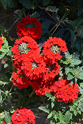Superbena Royale Red Verbena (Verbena 'AKIV5-4') at Marlin Orchards & Garden Centre