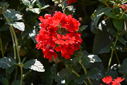Superbena Royale Red Verbena (Verbena 'AKIV5-4') at Marlin Orchards & Garden Centre