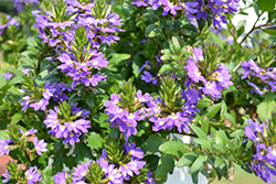 Scala Blue Fan Flower (Scaevola aemula 'Scala Blue') at Marlin Orchards & Garden Centre