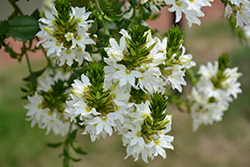 Scala White Fan Flower (Scaevola aemula 'Scala White') at Marlin Orchards & Garden Centre