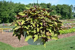 Bright Ideas Rusty Red Sweet Potato Vine (Ipomoea batatas 'Bright Ideas Rusty Red') at Marlin Orchards & Garden Centre