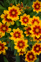 UpTick Gold and Bronze Tickseed (Coreopsis 'Baluptgonz') at Marlin Orchards & Garden Centre