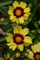 UpTick Yellow and Red Tickseed (Coreopsis 'Baluptowed') at Marlin Orchards & Garden Centre