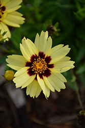 UpTick Cream and Red Tickseed (Coreopsis 'Balupteamed') at Marlin Orchards & Garden Centre