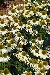 Cleopatra Coneflower (Echinacea 'Cleopatra') at Marlin Orchards & Garden Centre