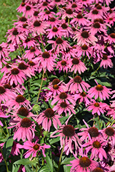 Butterfly Purple Emperor Coneflower (Echinacea 'Purple Emperor') at Marlin Orchards & Garden Centre