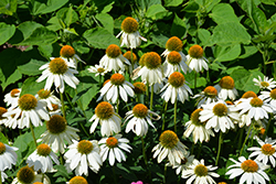 PowWow White Coneflower (Echinacea purpurea 'PowWow White') at Marlin Orchards & Garden Centre