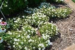 Rapido White Bellflower (Campanula carpatica 'Rapido White') at Marlin Orchards & Garden Centre