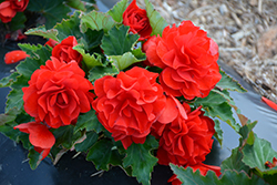 Nonstop Red Begonia (Begonia 'Nonstop Red') at Marlin Orchards & Garden Centre