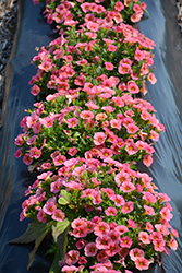 Superbells Coralina Calibrachoa (Calibrachoa 'iNCALMIABE') at Marlin Orchards & Garden Centre