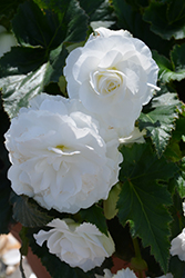 Nonstop White Begonia (Begonia 'Nonstop White') at Marlin Orchards & Garden Centre