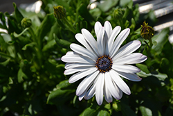 Margarita Supreme White African Daisy (Osteospermum 'Margarita Supreme White') at Marlin Orchards & Garden Centre