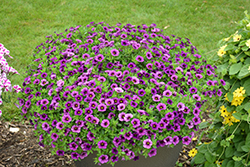 Superbells Plum Calibrachoa (Calibrachoa 'BBCAL76001') at Marlin Orchards & Garden Centre