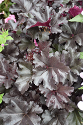 Black Pearl Coral Bells (Heuchera 'Black Pearl') at Marlin Orchards & Garden Centre