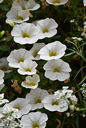 Superbells White Calibrachoa (Calibrachoa 'Balcal14141') at Marlin Orchards & Garden Centre