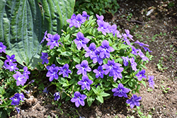 Endless Illumination Browallia (Browallia 'UNHBR12') at Marlin Orchards & Garden Centre