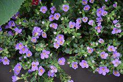 Snowstorm Blue Bacopa (Sutera cordata 'Snowstorm Blue') at Marlin Orchards & Garden Centre