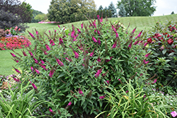 Miss Molly Butterfly Bush (Buddleia 'Miss Molly') at Marlin Orchards & Garden Centre