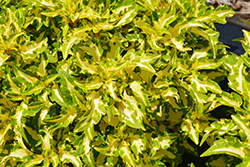 ColorBlaze Alligator Tears Coleus (Solenostemon scutellarioides 'Alligator Tears') at Marlin Orchards & Garden Centre