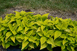 ColorBlaze Lime Time Coleus (Solenostemon scutellarioides 'Lime Time') at Marlin Orchards & Garden Centre