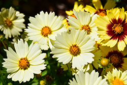 UpTick Cream Tickseed (Coreopsis 'Balupteam') at Marlin Orchards & Garden Centre