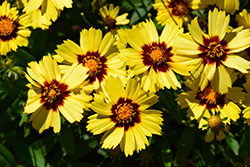 UpTick Yellow and Red Tickseed (Coreopsis 'Baluptowed') at Marlin Orchards & Garden Centre