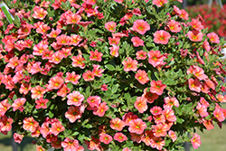 Superbells Tropical Sunrise Calibrachoa (Calibrachoa 'INCALTRSUN') at Marlin Orchards & Garden Centre