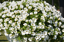 Superbells White Calibrachoa (Calibrachoa 'Balcal14141') at Marlin Orchards & Garden Centre