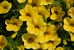 Superbells Yellow Calibrachoa (Calibrachoa 'Balcal1004') at Marlin Orchards & Garden Centre