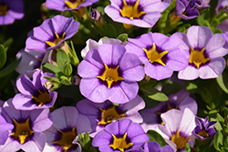 Superbells Evening Star Calibrachoa (Calibrachoa 'BBCAL87705') at Marlin Orchards & Garden Centre