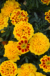Super Hero Yellow Bee Marigold (Tagetes patula 'Super Hero Yellow Bee') at Marlin Orchards & Garden Centre