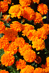 Bonanza Deep Orange Marigold (Tagetes patula 'PAS1220004') at Marlin Orchards & Garden Centre