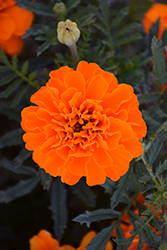Bonanza Deep Orange Marigold (Tagetes patula 'PAS1220004') at Marlin Orchards & Garden Centre