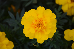 Durango Yellow Marigold (Tagetes patula 'Durango Yellow') at Marlin Orchards & Garden Centre