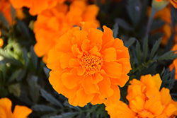 Durango Orange Marigold (Tagetes patula 'Durango Orange') at Marlin Orchards & Garden Centre