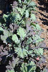 Red Russian Kale (Brassica oleracea 'Red Russian') at Marlin Orchards & Garden Centre
