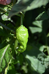 Bhut Jolokia Hot Pepper (Capsicum chinense 'Bhut Jolokia') at Marlin Orchards & Garden Centre