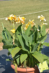 Cannova Yellow Canna (Canna 'Cannova Yellow') at Marlin Orchards & Garden Centre