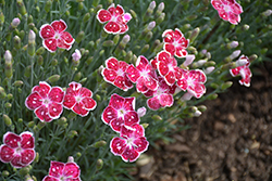 Fire And Ice Pinks (Dianthus 'Fire And Ice') at Marlin Orchards & Garden Centre