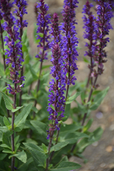 Caradonna Sage (Salvia nemorosa 'Caradonna') at Marlin Orchards & Garden Centre