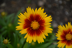 UpTick Gold and Bronze Tickseed (Coreopsis 'Baluptgonz') at Marlin Orchards & Garden Centre