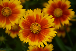 UpTick Gold and Bronze Tickseed (Coreopsis 'Baluptgonz') at Marlin Orchards & Garden Centre