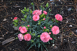 Fruit Punch Classic Coral Pinks (Dianthus 'Classic Coral') at Marlin Orchards & Garden Centre