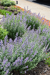 Purrsian Blue Catmint (Nepeta x faassenii 'Purrsian Blue') at Marlin Orchards & Garden Centre