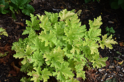 Twist of Lime Coral Bells (Heuchera 'Twist of Lime') at Marlin Orchards & Garden Centre