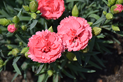 Fruit Punch Classic Coral Pinks (Dianthus 'Classic Coral') at Marlin Orchards & Garden Centre