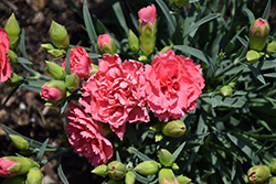Fruit Punch Classic Coral Pinks (Dianthus 'Classic Coral') at Marlin Orchards & Garden Centre