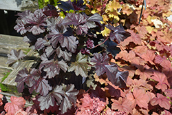 Obsidian Coral Bells (Heuchera 'Obsidian') at Marlin Orchards & Garden Centre
