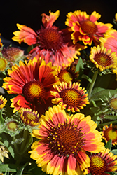 Arizona Sun Blanket Flower (Gaillardia x grandiflora 'Arizona Sun') at Marlin Orchards & Garden Centre
