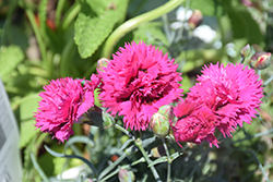Fruit Punch Spiked Punch Pinks (Dianthus 'Spiked Punch') at Marlin Orchards & Garden Centre